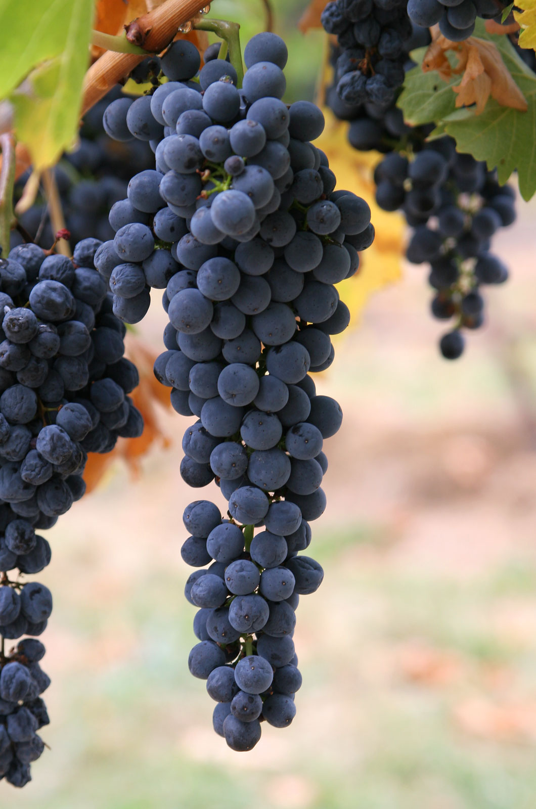 Aglianico Aglianico