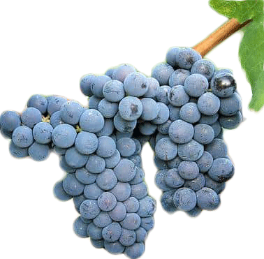 Carignan Carignan