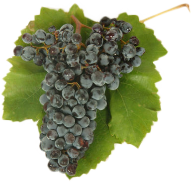 Nero d’Avola Nero d’Avola