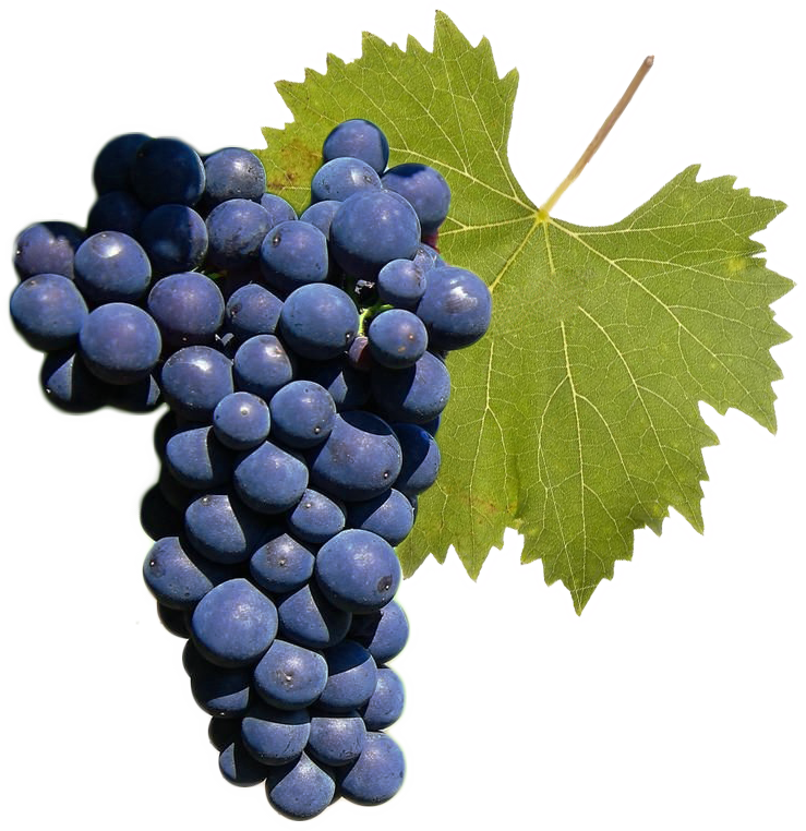 Nebbiolo Nebbiolo
